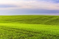 Scenic landscape view of a hill of a green field of young wheat sprouts against a background of a blue sky with clouds Royalty Free Stock Photo