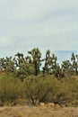 Joshua Tree Forest Parkway, Scenic Route 93, Arizona, United States