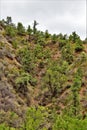 Salt River Canyon Wilderness Area, Tonto National Forest, Gila County, Arizona, United States Royalty Free Stock Photo