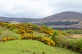 Scenic landscape view of lush rural agricultural land in central Scotland Royalty Free Stock Photo