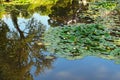 Scenic landscape view of picturesque pond with lily pads on the surface. Scenic Arboretum Oleksandriya in Bila Tserkva, Ukraine.