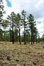 White Mountain Nature Center, Pinetop Lakeside, Arizona, United States Royalty Free Stock Photo