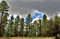 White Mountain Nature Center, Pinetop Lakeside, Arizona, United States Royalty Free Stock Photo