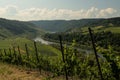 Scenic landscape of vineyards alongside the river Moselle near Puenderich, Germany on a sunny day