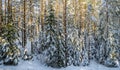 Scenic landscape of winter forest. Trees covered by snow