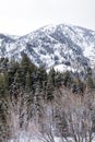 Winter scene in the utah wasatch mountains