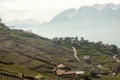 Lavaux vineyards , Lausanne, Switzerland. Royalty Free Stock Photo