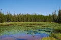Scenic Lily Pad Lake with water lilies in Yellowstone National Park. Wyoming, USA. Royalty Free Stock Photo