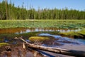 Scenic Lily Pad Lake with water lilies in Yellowstone National Park. Wyoming, USA. Royalty Free Stock Photo