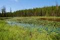 Scenic Lily Pad Lake with water lilies in Yellowstone National Park. Wyoming, USA. Royalty Free Stock Photo