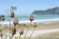 Scenic long beach at Waipiro Bay defocused in background beyond prickly thistle heads with bumblebee Royalty Free Stock Photo