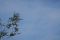 Scenic low angle decentralised view on bamboo leaves against a blue sky with copy-space Royalty Free Stock Photo