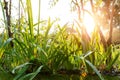 Scenic low angle view of iris flower leaves and Salix matsudana tree in home backyard garden with green grass lawn and Royalty Free Stock Photo