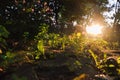 Scenic low angle view of spring flowers in home backyard garden with backlit sunlights background. Gardening watering landscaping Royalty Free Stock Photo