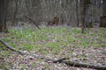 Scenic magical spring forest background of violet and white hollowroot Corydalis cava early spring wild flowers in bloom