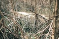 Scenic mangrove forest ecosystem with Mangrove roots and green lake Landscape lake mangrove forest. Tha Pom-Klong-Song-Nam at Royalty Free Stock Photo