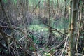 Scenic mangrove forest ecosystem with Mangrove roots and green lake Landscape lake mangrove forest. Tha Pom-Klong-Song-Nam at Royalty Free Stock Photo