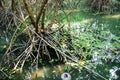 Scenic mangrove forest ecosystem with Mangrove roots and green lake Landscape lake mangrove forest. Tha Pom-Klong-Song-Nam at Royalty Free Stock Photo