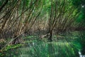 Scenic mangrove forest ecosystem with Mangrove roots and green lake Landscape lake mangrove forest. Tha Pom-Klong-Song-Nam at Royalty Free Stock Photo