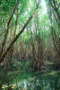 Scenic mangrove forest ecosystem with Mangrove roots and green lake Landscape lake mangrove forest. tha pom-klong-song-nam at Royalty Free Stock Photo