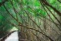 Scenic mangrove forest ecosystem with Mangrove roots and green lake Landscape lake mangrove forest. tha pom-klong-song-nam at Royalty Free Stock Photo