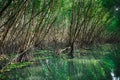 Scenic mangrove forest ecosystem with Mangrove roots and green lake Landscape lake mangrove forest. tha pom-klong-song-nam at Royalty Free Stock Photo