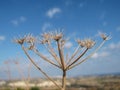 a plant in the field