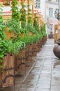 Scenic medieval style outdoor terrace with plants Royalty Free Stock Photo