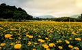 Scenic Mexican Marigold farm background Royalty Free Stock Photo