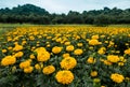 Scenic Mexican Marigold farm background Royalty Free Stock Photo