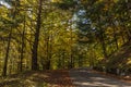 Scenic minor road through the woods in autumn