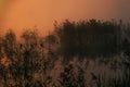 Scenic misty landscape of lake and reeds