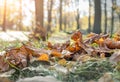 Scenic Misty Morning Autumn Forest Oak Foliage Foreground Landscape. November Warm Fall Season Nature Dry Wood Leaves