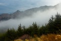 Scenic misty mountain landscape with fir forest