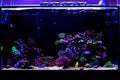 Saltwater coral reef aquarium tank