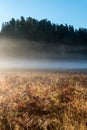 Scenic morning landscape in the Redwoods National Park