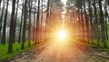 Scenic morning sunrise coming through the trees and center of road in the beautiful pine forest  Sun beam stransmitting a sense of Royalty Free Stock Photo