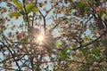 Scenic morning view of apple tree branch with blossoms and sun beams. Blurred branches against blue sky in the background. Royalty Free Stock Photo