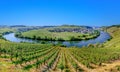 scenic Mosel river loop at Trittenheim, with green vineyards Royalty Free Stock Photo