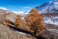 Scenic motley autumn landscape with yellow larch trees on sunlit snow hill and rocky mountain range under blue sky. Vivid autumn