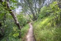 Pathway through green wooded countryside Royalty Free Stock Photo