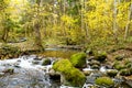 Scenic mountain river in sunny fall forest. Autumn trees with yellow foliage in a woodland. Idyllic hiking landscape, beautiful Royalty Free Stock Photo