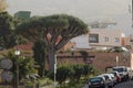 Scenic narrow street of La Orotava town. Huge Dragon tree. Tenerife, Canary islands, Spain Royalty Free Stock Photo