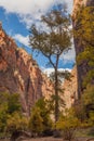 The Scenic Narrows Zion National Park in Fall Royalty Free Stock Photo