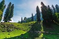 Scenic natural countryside landscape, with group of sheep walking through in pasture