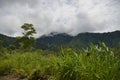 Scenic of Nature at Phu Soi Dao National Park Royalty Free Stock Photo