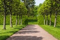 Scenic nature summer landscape walk through trees through the park. beautiful big trees Royalty Free Stock Photo