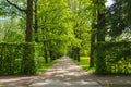 Scenic nature summer landscape walk through trees through the park. beautiful big trees Royalty Free Stock Photo