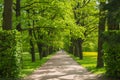 Scenic nature summer landscape walk through trees through the park. beautiful big trees Royalty Free Stock Photo