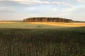 Distant stand of trees and field in northern Poland at dawn